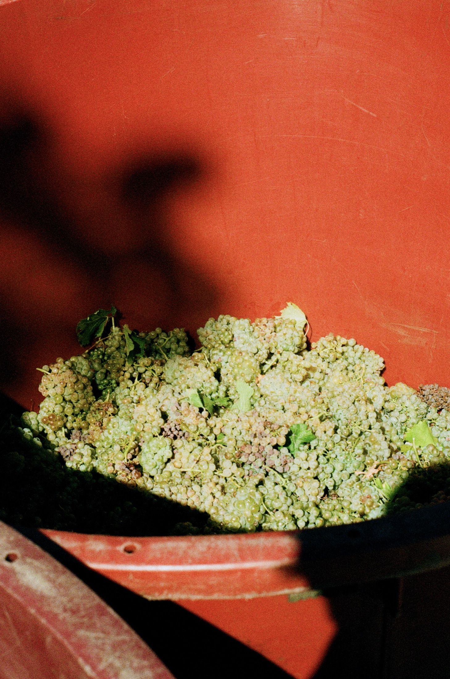 The First Basket of the Day