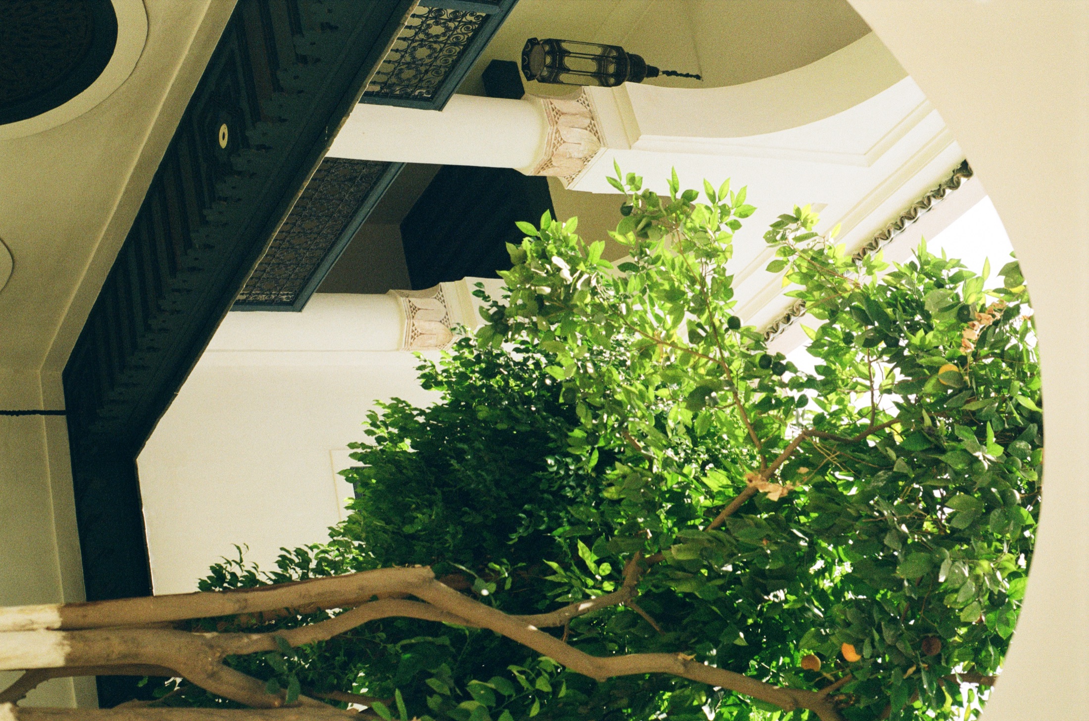 Citrus tree, courtyard light